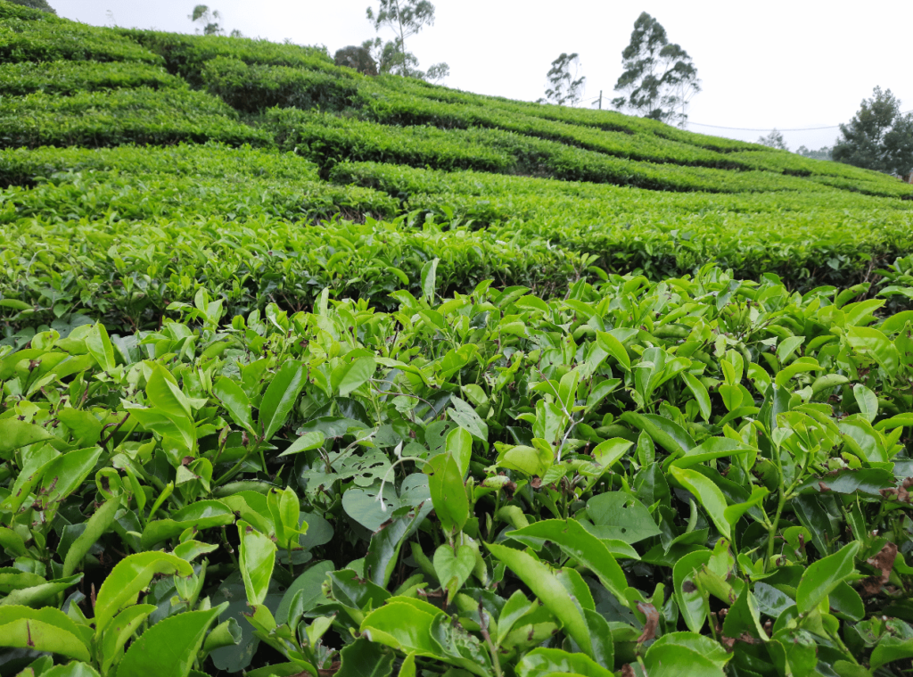 Kebun teh panama wonosobo